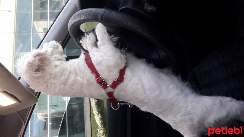 Maltese, Köpek  Köpük fotoğrafı