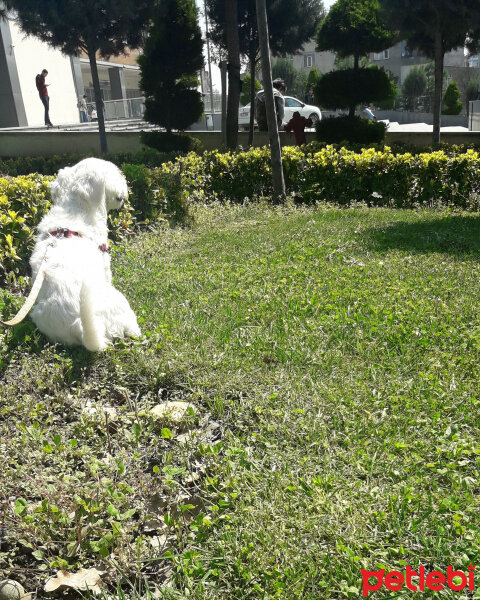 Maltese, Köpek  Köpük fotoğrafı