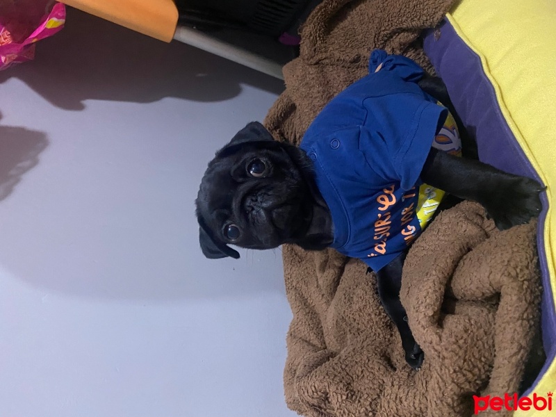 Pug, Köpek  Chivas fotoğrafı