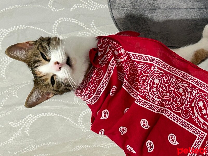 Tekir Kedi, Kedi  Bihter fotoğrafı