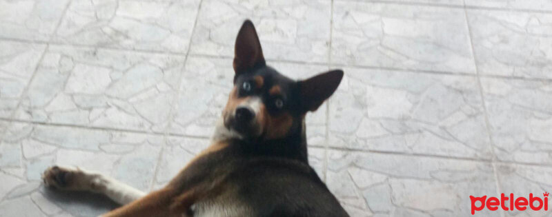 Alman Çoban Köpeği, Köpek  Max fotoğrafı