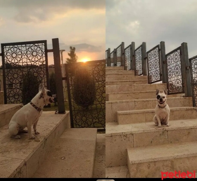 Fransız Bulldog, Köpek  Nixie fotoğrafı