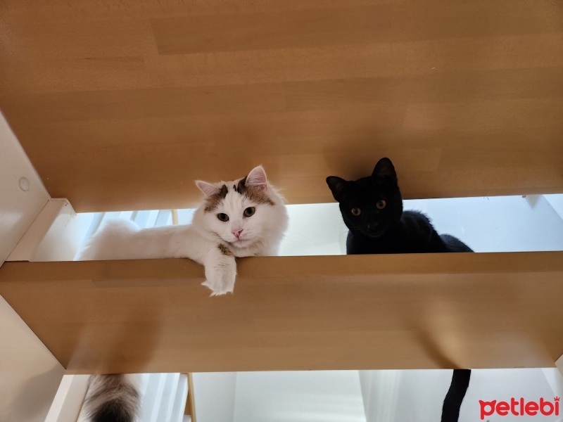 Bombay, Kedi  Luna fotoğrafı