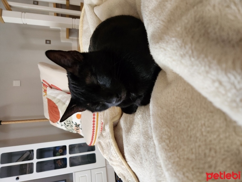 Bombay, Kedi  Luna fotoğrafı