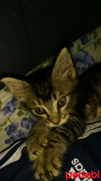 Tekir Kedi, Kedi  Minti fotoğrafı