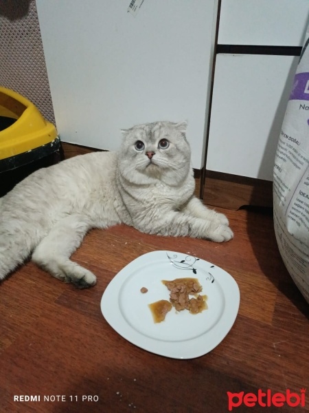 Scottish Fold, Kedi  Tosun paşa fotoğrafı