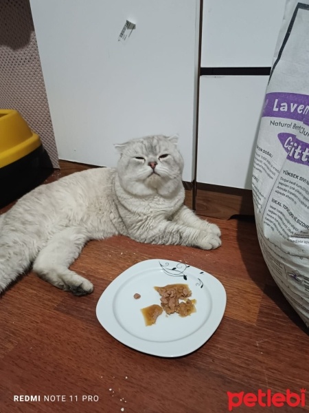 Scottish Fold, Kedi  Tosun paşa fotoğrafı