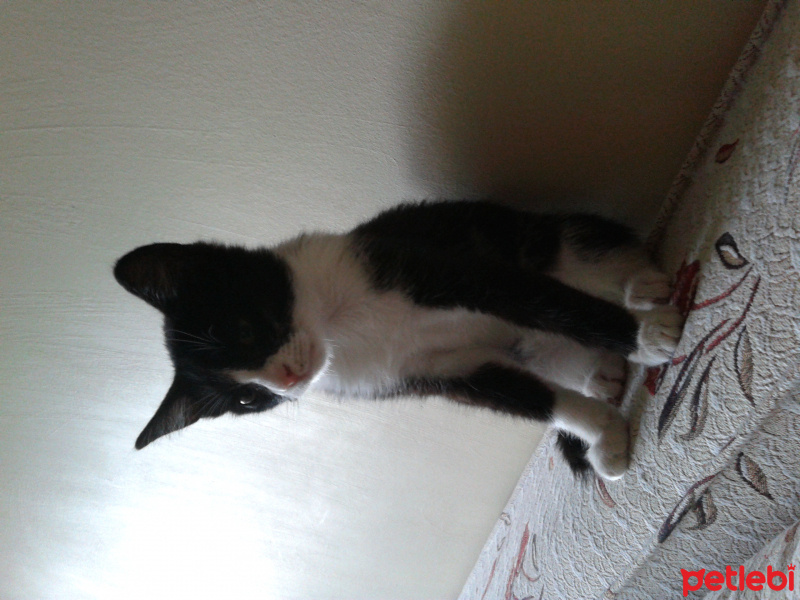 Tekir Kedi, Kedi  ZEYTİN fotoğrafı