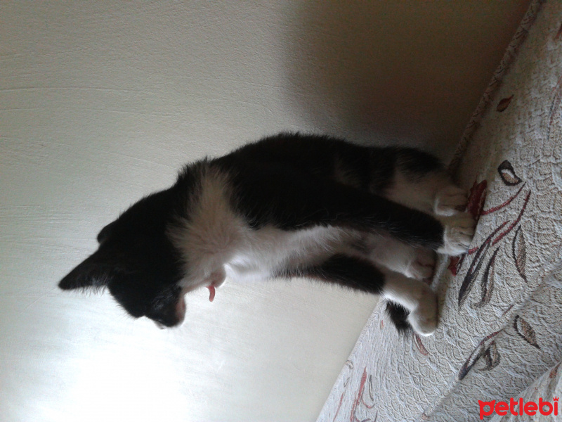 Tekir Kedi, Kedi  ZEYTİN fotoğrafı