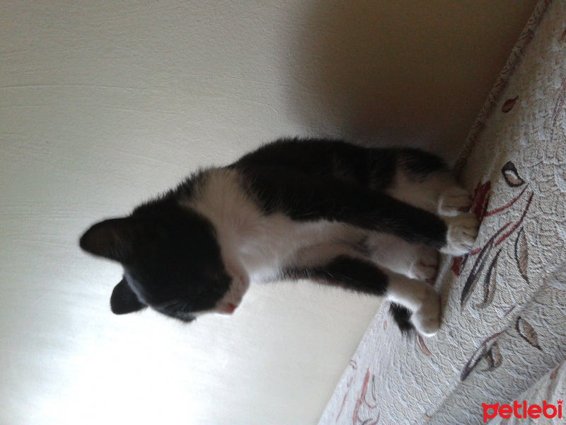 Tekir Kedi, Kedi  ZEYTİN fotoğrafı