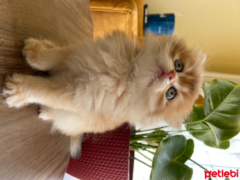 British Longhair, Kedi  Simba fotoğrafı