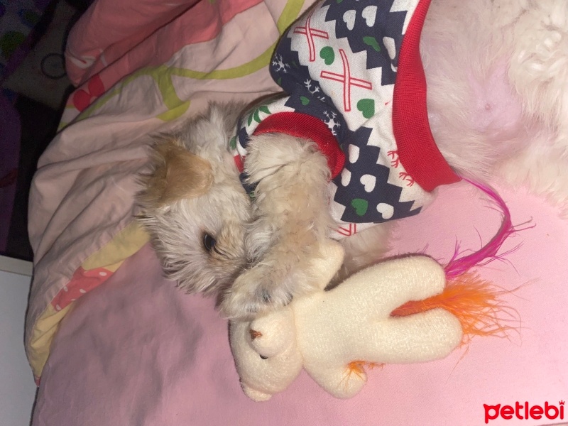 Maltese, Köpek  Alice fotoğrafı