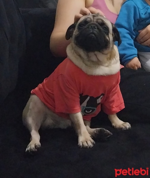 Pug, Köpek  Evinize neşe olacak bobi fotoğrafı