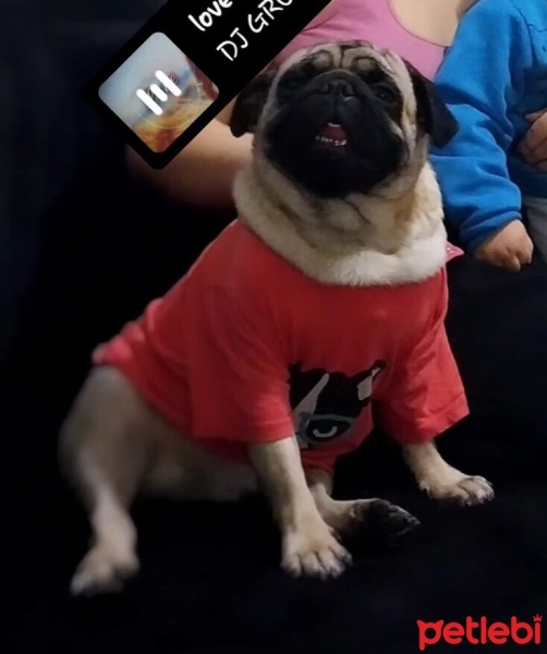 Pug, Köpek  Evinize neşe olacak bobi fotoğrafı