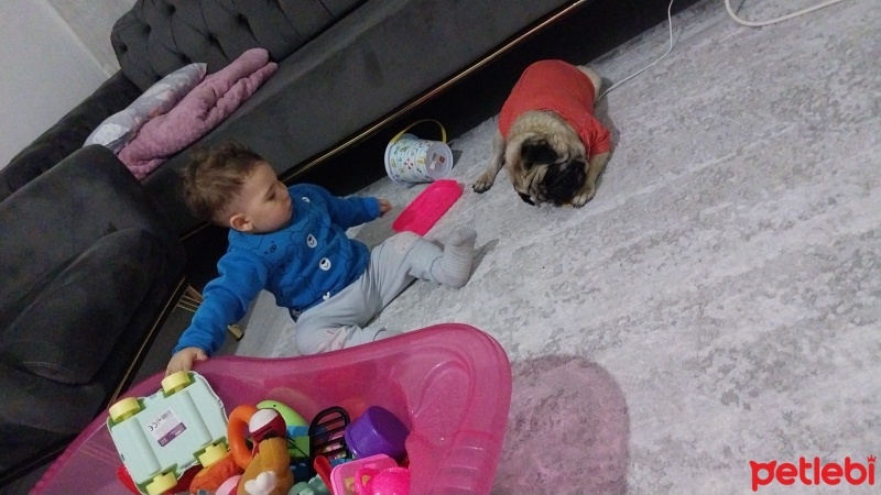 Pug, Köpek  Evinize neşe olacak bobi fotoğrafı