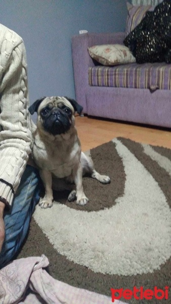Pug, Köpek  Evinize neşe olacak bobi fotoğrafı