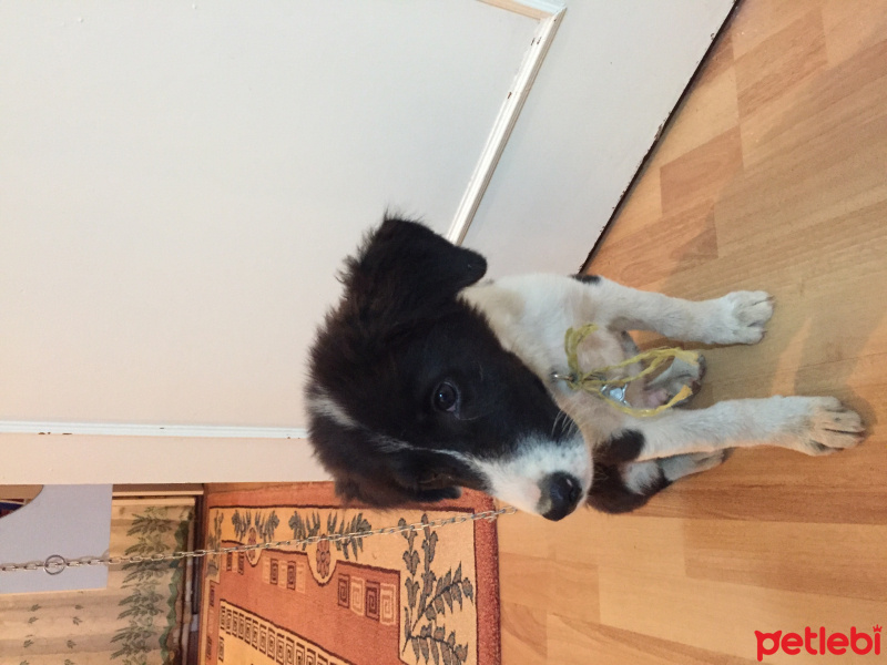 Border Collie, Köpek  Gındık fotoğrafı