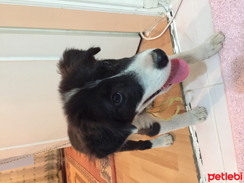 Border Collie, Köpek  Gındık fotoğrafı