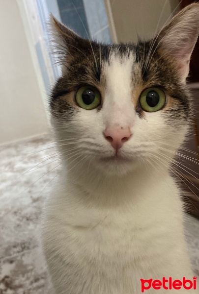 Tekir Kedi, Kedi  Cazibe fotoğrafı