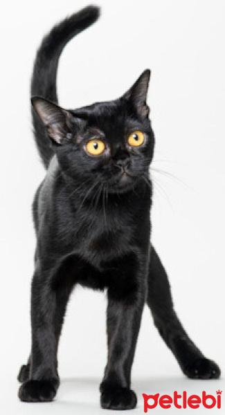 Bombay, Kedi  MAVRO fotoğrafı