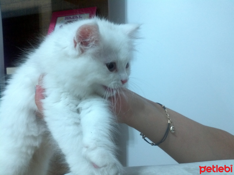 British Shorthair, Kedi  Angel fotoğrafı
