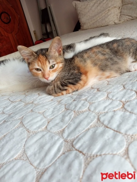 Tekir Kedi, Kedi  Minik fotoğrafı