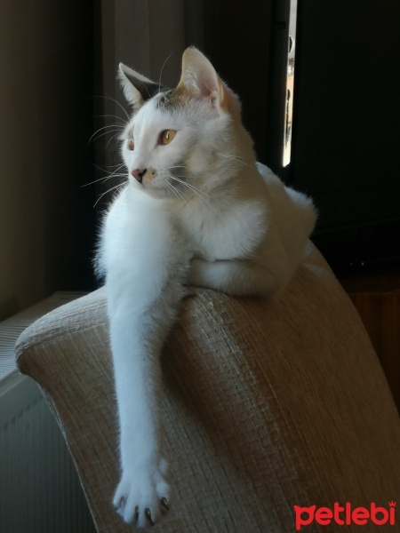 Tekir Kedi, Kedi  Mercan fotoğrafı