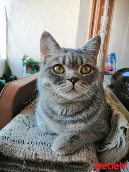 British Shorthair, Kedi  Matilda fotoğrafı