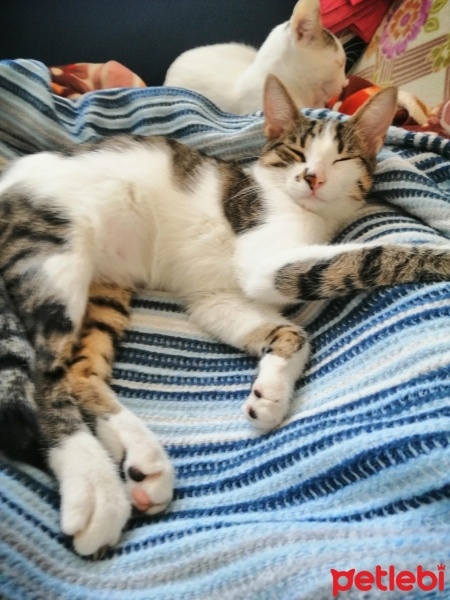 Tekir Kedi, Kedi  Gülcan fotoğrafı