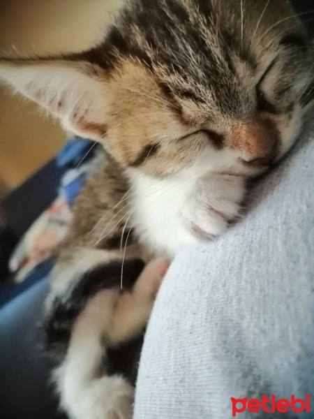 Tekir Kedi, Kedi  Cimcime fotoğrafı