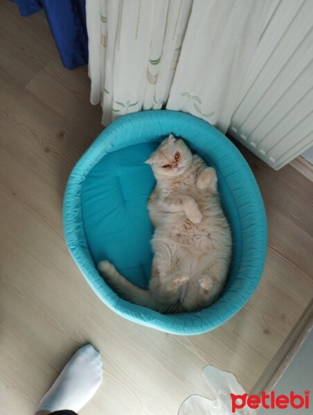 Scottish Fold, Kedi  LİSA fotoğrafı