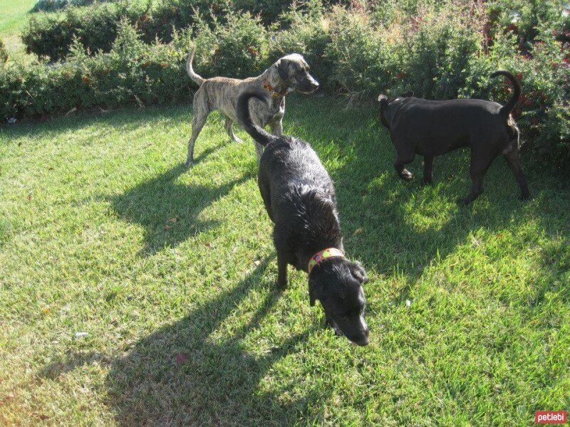 Sokö (Sokak Köpeği), Köpek  ZEYTİN fotoğrafı