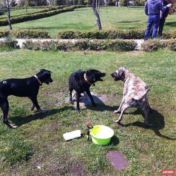 Sokö (Sokak Köpeği), Köpek  ZEYTİN fotoğrafı