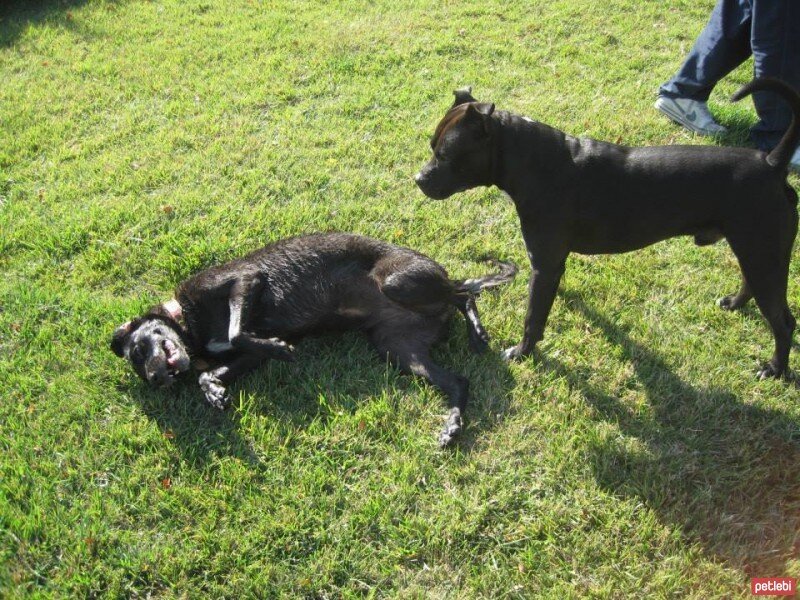 Sokö (Sokak Köpeği), Köpek  ZEYTİN fotoğrafı