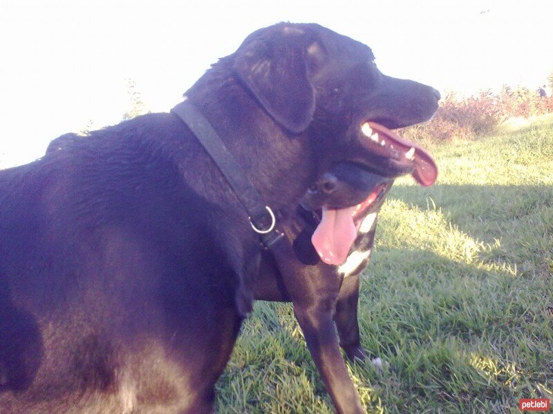 Sokö (Sokak Köpeği), Köpek  ZEYTİN fotoğrafı