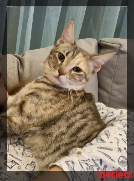 Tekir Kedi, Kedi  Luna fotoğrafı