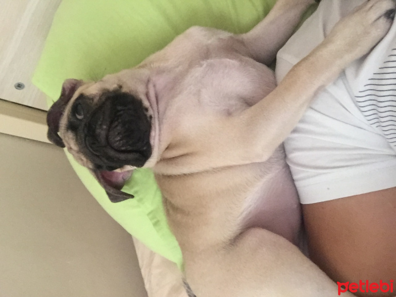 Pug, Köpek  Koko fotoğrafı