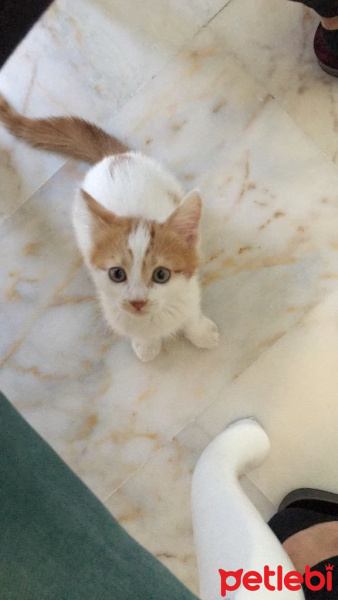 Tekir Kedi, Kedi  tarçın fotoğrafı