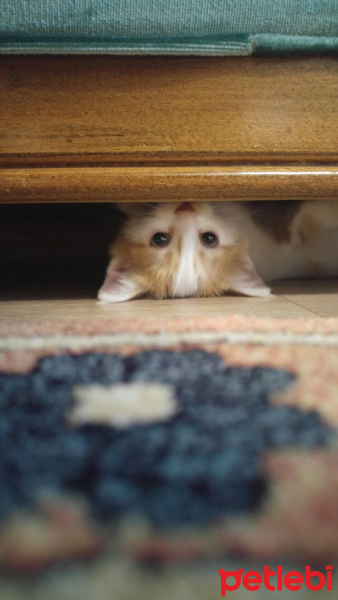 Tekir Kedi, Kedi  tarçın fotoğrafı
