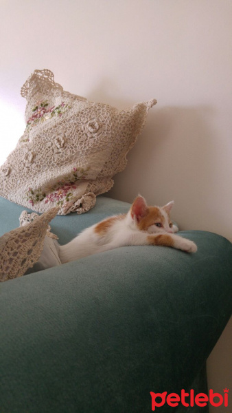 Tekir Kedi, Kedi  tarçın fotoğrafı