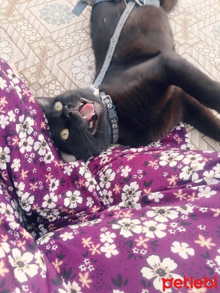 Bombay, Kedi  Gece fotoğrafı