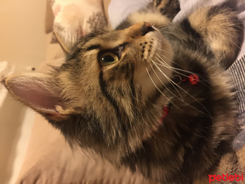 Tekir Kedi, Kedi  Pati fotoğrafı