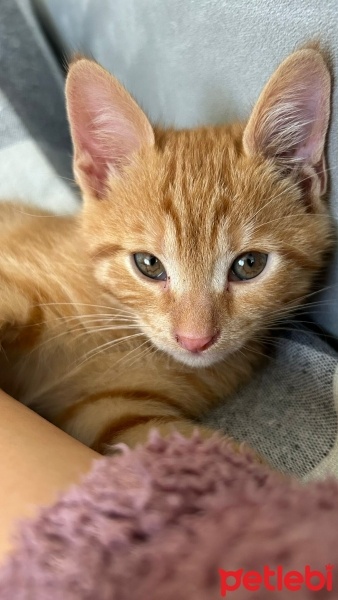 Tekir Kedi, Kedi  Bal fotoğrafı