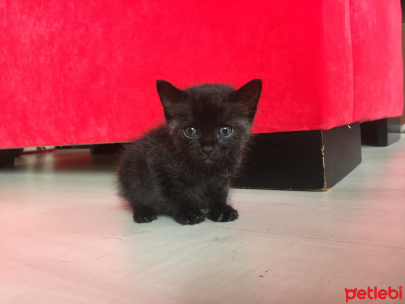 Tekir Kedi, Kedi  Gece fotoğrafı