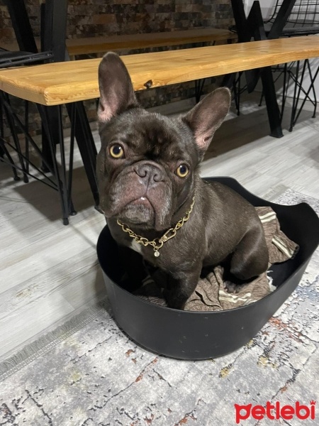 Fransız Bulldog, Köpek  Oskar fotoğrafı