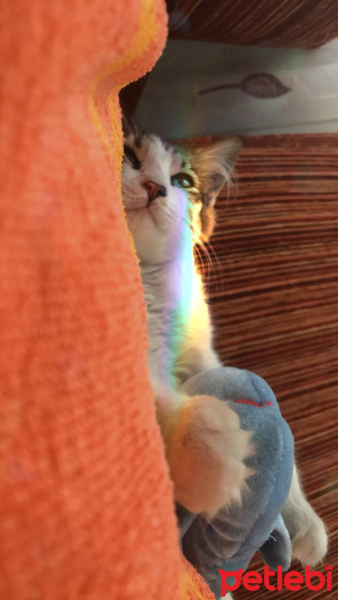 Tekir Kedi, Kedi  Mia fotoğrafı