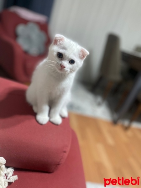 British Shorthair, Kedi  Mia fotoğrafı