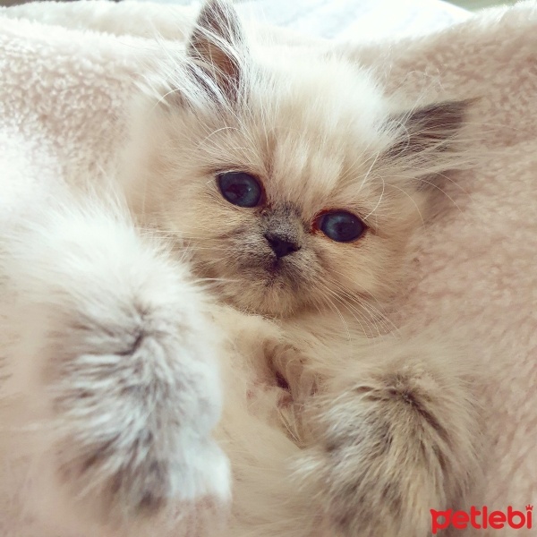 Tekir Kedi, Kedi  Mühür fotoğrafı