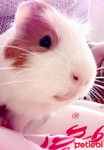 Guinea Pig, Kemirgen  Lepsi fotoğrafı