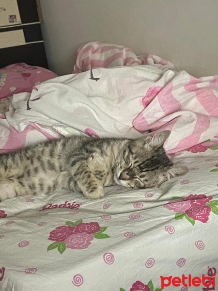 Tekir Kedi, Kedi  Dobby fotoğrafı